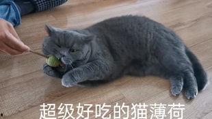 蓝猫娱乐圈吃瓜,揭秘明星幕后吃瓜大揭秘  第3张
